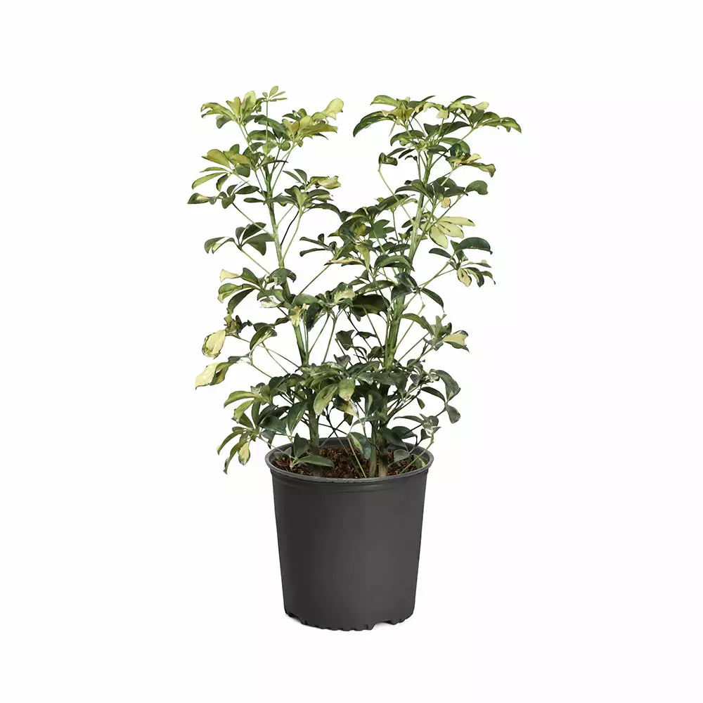 Fast Growing Trees Variegated Dwarf Umbrella Tree - Schefflera Trinette See All House & Patio 6 Fast Growing Trees Variegated Dwarf Umbrella Tree - Schefflera Trinette See All House & Patio