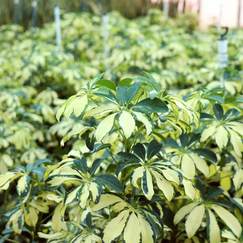 Fast Growing Trees Variegated Dwarf Umbrella Tree - Schefflera Trinette See All House & Patio 9 Fast Growing Trees Variegated Dwarf Umbrella Tree - Schefflera Trinette See All House & Patio