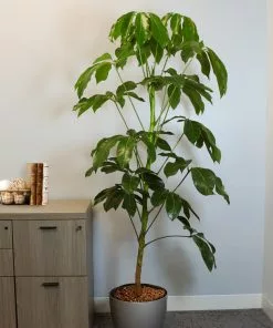 Fast Growing Trees Carefree House Plants Umbrella Tree 15 Fast Growing Trees Carefree House Plants Umbrella Tree