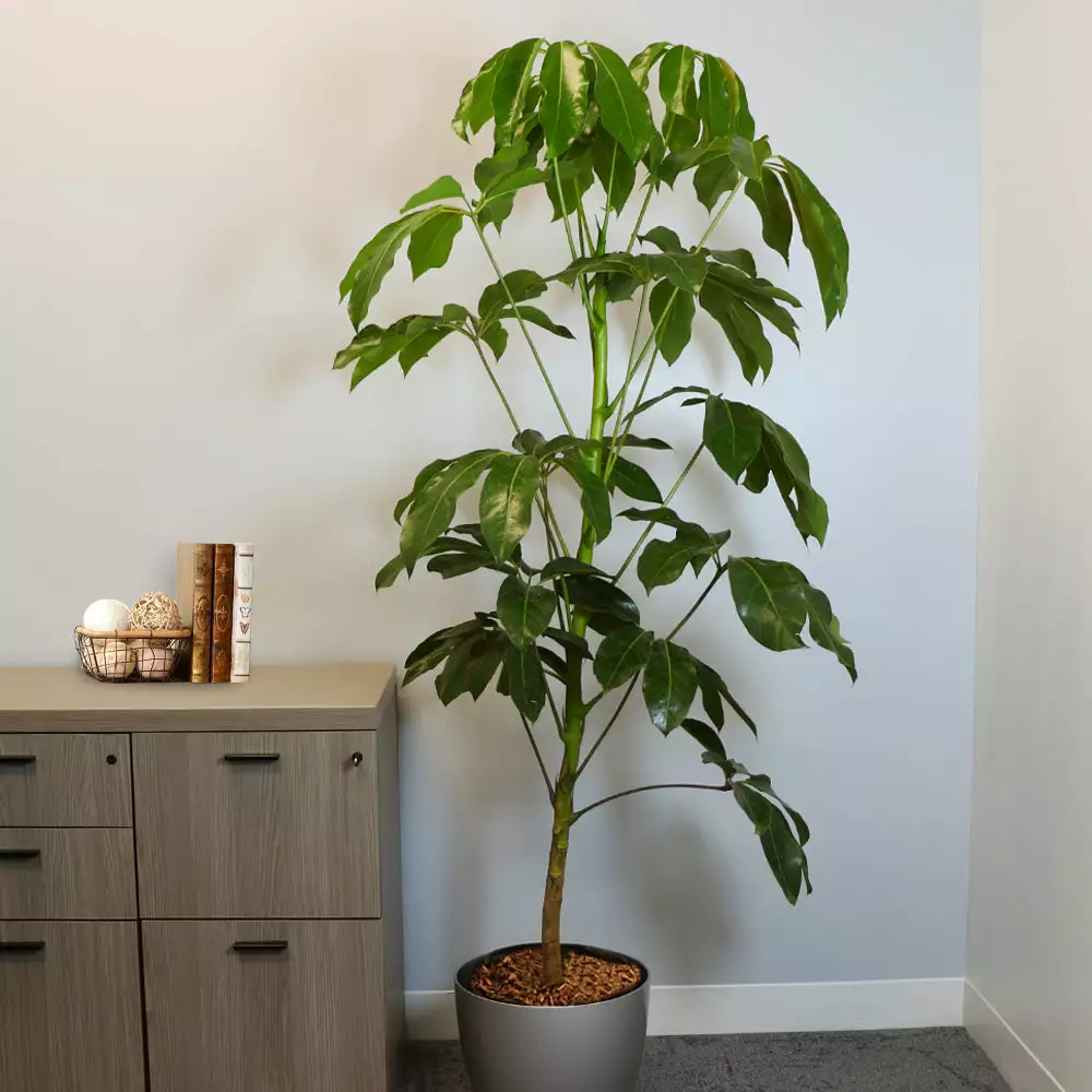 Fast Growing Trees Carefree House Plants Umbrella Tree 7 Fast Growing Trees Carefree House Plants Umbrella Tree