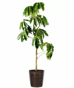 Fast Growing Trees Carefree House Plants Umbrella Tree 16 Fast Growing Trees Carefree House Plants Umbrella Tree