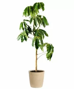 Fast Growing Trees Carefree House Plants Umbrella Tree 17 Fast Growing Trees Carefree House Plants Umbrella Tree