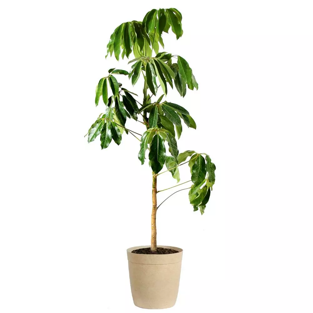 Fast Growing Trees Carefree House Plants Umbrella Tree 9 Fast Growing Trees Carefree House Plants Umbrella Tree