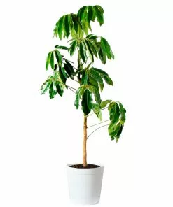 Fast Growing Trees Carefree House Plants Umbrella Tree 19 Fast Growing Trees Carefree House Plants Umbrella Tree
