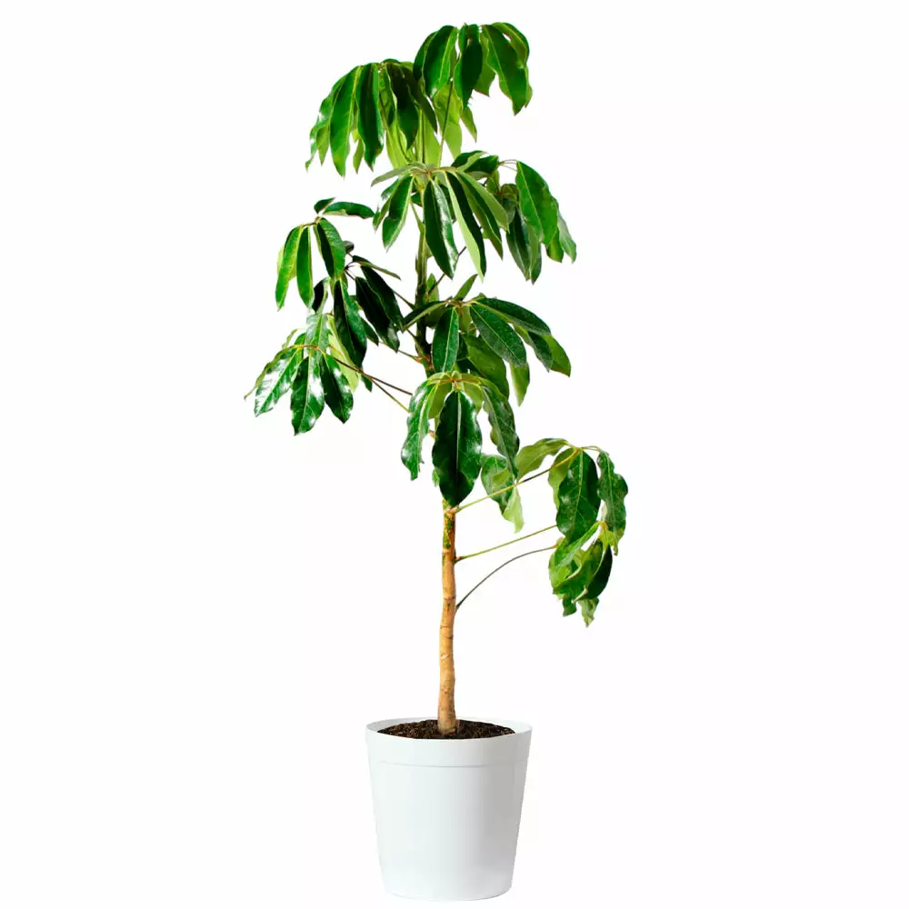 Fast Growing Trees Carefree House Plants Umbrella Tree 11 Fast Growing Trees Carefree House Plants Umbrella Tree