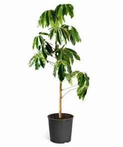 Fast Growing Trees Carefree House Plants Umbrella Tree 18 Fast Growing Trees Carefree House Plants Umbrella Tree