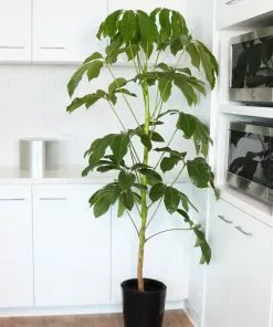 Fast Growing Trees Carefree House Plants Umbrella Tree 14 Fast Growing Trees Carefree House Plants Umbrella Tree