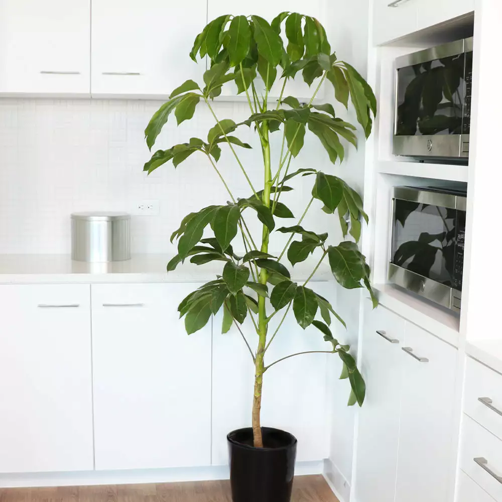 Fast Growing Trees Carefree House Plants Umbrella Tree 6 Fast Growing Trees Carefree House Plants Umbrella Tree