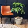 Fast Growing Trees Carefree House Plants Umbrella Tree 2 Fast Growing Trees Carefree House Plants Umbrella Tree