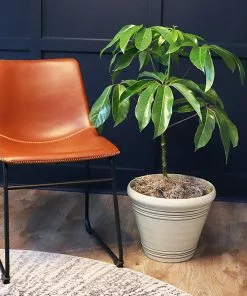 Fast Growing Trees Carefree House Plants Umbrella Tree