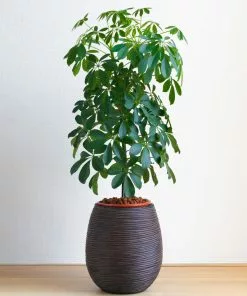 Fast Growing Trees Dwarf Umbrella Tree