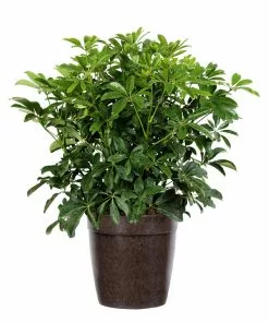 Fast Growing Trees Dwarf Umbrella Tree