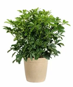 Fast Growing Trees Dwarf Umbrella Tree