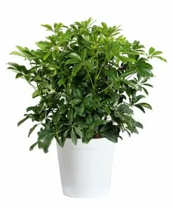 Fast Growing Trees Dwarf Umbrella Tree
