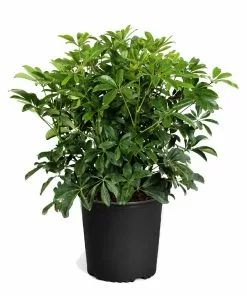 Fast Growing Trees Dwarf Umbrella Tree