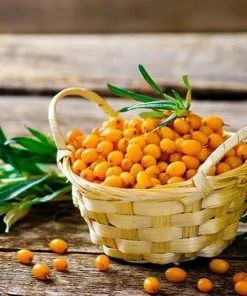 Fast Growing Trees Sea Buckthorn Most Cold Hardy 9 Fast Growing Trees Sea Buckthorn Most Cold Hardy