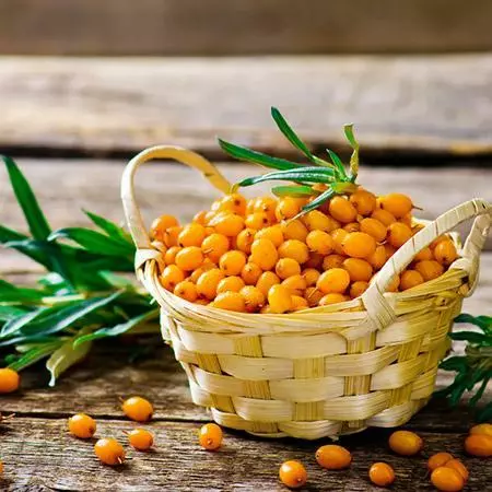 Fast Growing Trees Sea Buckthorn Most Cold Hardy 5 Fast Growing Trees Sea Buckthorn Most Cold Hardy