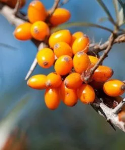 Fast Growing Trees Sea Buckthorn Most Cold Hardy 10 Fast Growing Trees Sea Buckthorn Most Cold Hardy