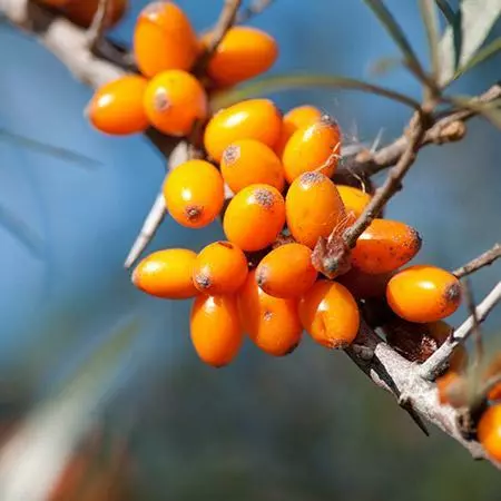 Fast Growing Trees Sea Buckthorn Most Cold Hardy 6 Fast Growing Trees Sea Buckthorn Most Cold Hardy