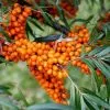Fast Growing Trees Sea Buckthorn Most Cold Hardy 2 Fast Growing Trees Sea Buckthorn Most Cold Hardy