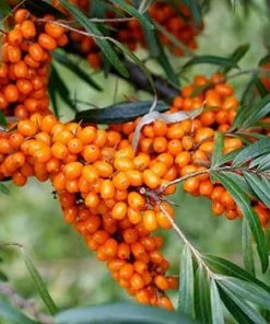 Fast Growing Trees Sea Buckthorn Most Cold Hardy