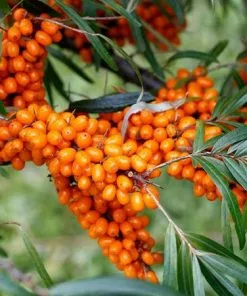 Fast Growing Trees Sea Buckthorn Most Cold Hardy