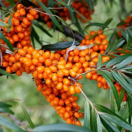 Fast Growing Trees Sea Buckthorn Most Cold Hardy 4 Fast Growing Trees Sea Buckthorn Most Cold Hardy