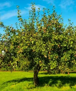 Fast Growing Trees Seckel Pear Tree Pear Trees 9 Fast Growing Trees Seckel Pear Tree Pear Trees