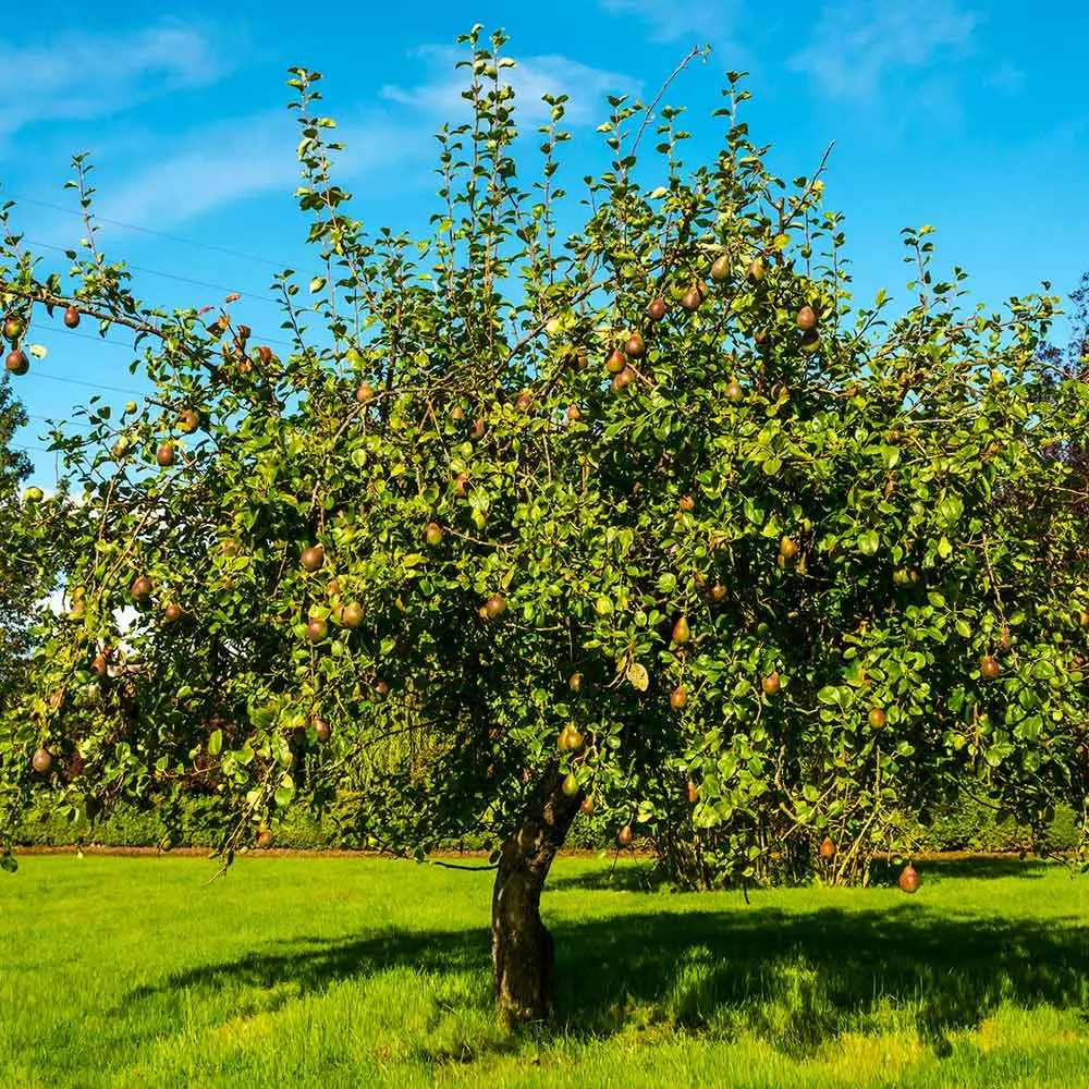 Fast Growing Trees Seckel Pear Tree Pear Trees 5 Fast Growing Trees Seckel Pear Tree Pear Trees