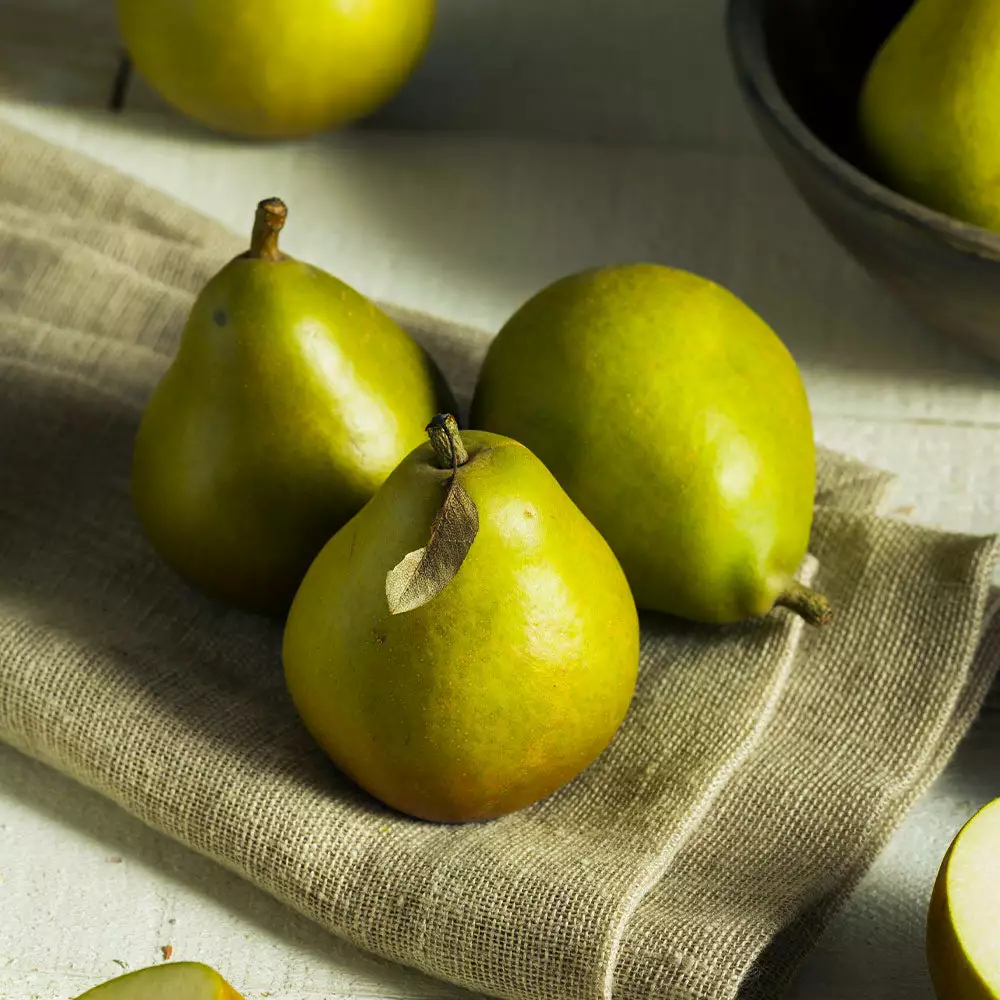 Fast Growing Trees Seckel Pear Tree Pear Trees 6 Fast Growing Trees Seckel Pear Tree Pear Trees