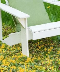 Fast Growing Trees See All Shrubs & Hedges Sedum Tile® - Color Splash 9 Fast Growing Trees See All Shrubs & Hedges Sedum Tile® - Color Splash