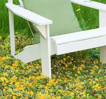 Fast Growing Trees See All Shrubs & Hedges Sedum Tile® - Color Splash 6 Fast Growing Trees See All Shrubs & Hedges Sedum Tile® - Color Splash