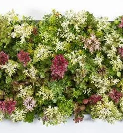 Fast Growing Trees See All Shrubs & Hedges Sedum Tile® - Color Splash