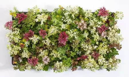 Fast Growing Trees See All Shrubs & Hedges Sedum Tile® - Color Splash 4 Fast Growing Trees See All Shrubs & Hedges Sedum Tile® - Color Splash