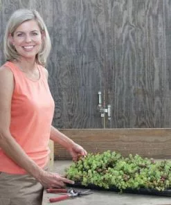 Fast Growing Trees See All Shrubs & Hedges Sedum Tile® - Color Splash 8 Fast Growing Trees See All Shrubs & Hedges Sedum Tile® - Color Splash