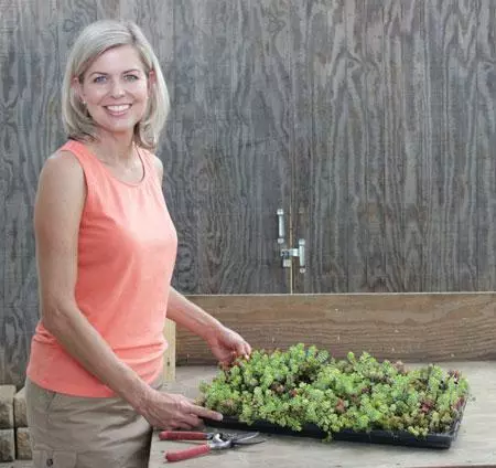 Fast Growing Trees See All Shrubs & Hedges Sedum Tile® - Color Splash 5 Fast Growing Trees See All Shrubs & Hedges Sedum Tile® - Color Splash