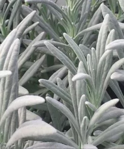 Fast Growing Trees See All Shrubs & Hedges Sensational™ Lavender Plant 10 Fast Growing Trees See All Shrubs & Hedges Sensational™ Lavender Plant