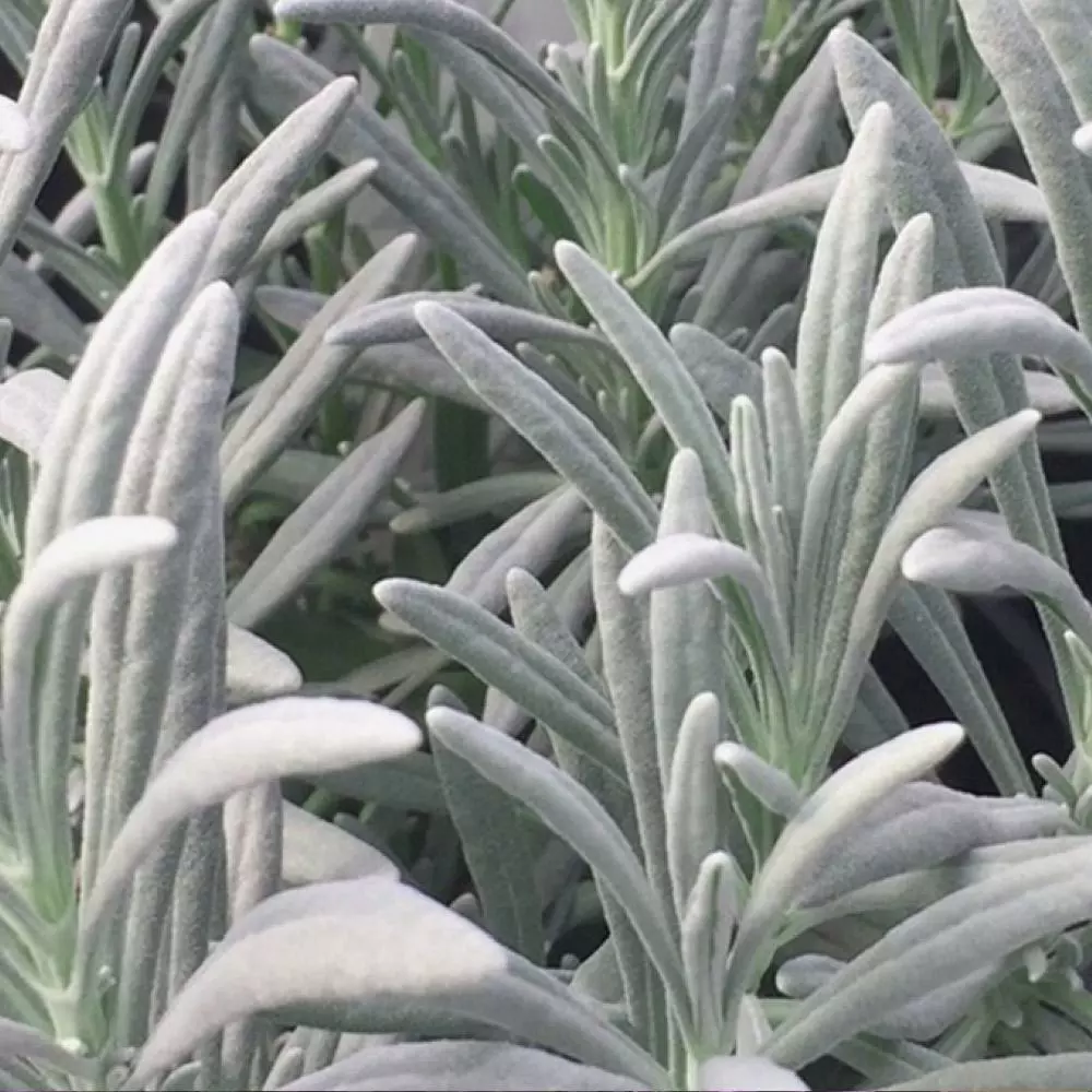 Fast Growing Trees See All Shrubs & Hedges Sensational™ Lavender Plant 6 Fast Growing Trees See All Shrubs & Hedges Sensational™ Lavender Plant