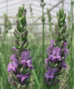 Fast Growing Trees See All Shrubs & Hedges Sensational™ Lavender Plant 11 Fast Growing Trees See All Shrubs & Hedges Sensational™ Lavender Plant