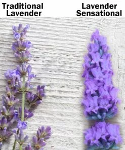 Fast Growing Trees See All Shrubs & Hedges Sensational™ Lavender Plant 9 Fast Growing Trees See All Shrubs & Hedges Sensational™ Lavender Plant