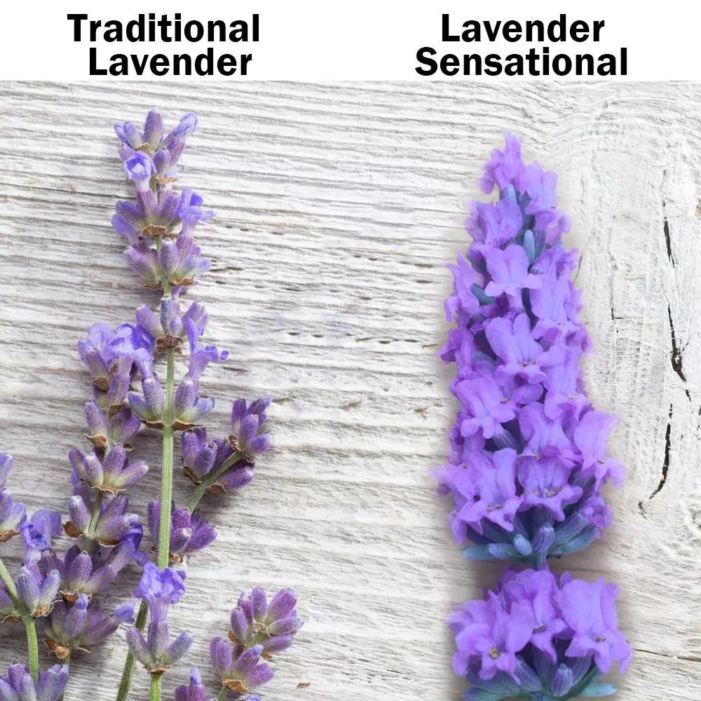 Fast Growing Trees See All Shrubs & Hedges Sensational™ Lavender Plant 5 Fast Growing Trees See All Shrubs & Hedges Sensational™ Lavender Plant
