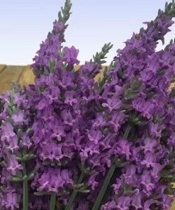 Fast Growing Trees See All Shrubs & Hedges Sensational™ Lavender Plant