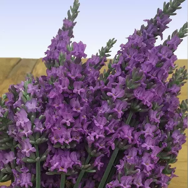 Fast Growing Trees See All Shrubs & Hedges Sensational™ Lavender Plant 3 Fast Growing Trees See All Shrubs & Hedges Sensational™ Lavender Plant