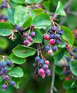 Fast Growing Trees See All Fruit Trees Autumn Brilliance Serviceberry Tree 11 Fast Growing Trees See All Fruit Trees Autumn Brilliance Serviceberry Tree