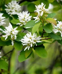 Fast Growing Trees See All Fruit Trees Autumn Brilliance Serviceberry Tree 12 Fast Growing Trees See All Fruit Trees Autumn Brilliance Serviceberry Tree