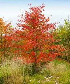 Fast Growing Trees See All Fruit Trees Autumn Brilliance Serviceberry Tree
