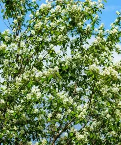 Fast Growing Trees See All Fruit Trees Autumn Brilliance Serviceberry Tree 13 Fast Growing Trees See All Fruit Trees Autumn Brilliance Serviceberry Tree