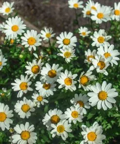 Fast Growing Trees See All Shrubs & Hedges Becky Shasta Daisy