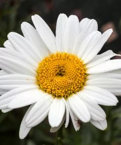 Fast Growing Trees See All Shrubs & Hedges Becky Shasta Daisy