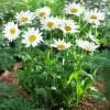 Fast Growing Trees See All Shrubs & Hedges Becky Shasta Daisy 2 Fast Growing Trees See All Shrubs & Hedges Becky Shasta Daisy